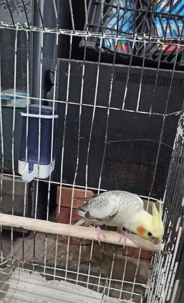 طوطی عروس هلندی|پرنده|نقده, |دیوار