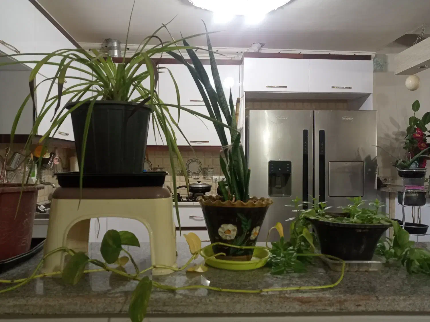 گل طبیعی|گل و گیاه طبیعی|درمیان, |دیوار