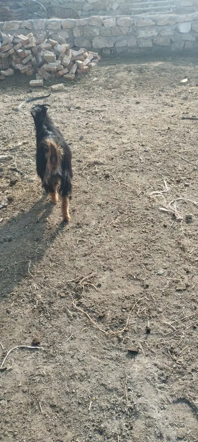 بزغاله ماده|حیوانات مزرعه|سلماس, |دیوار