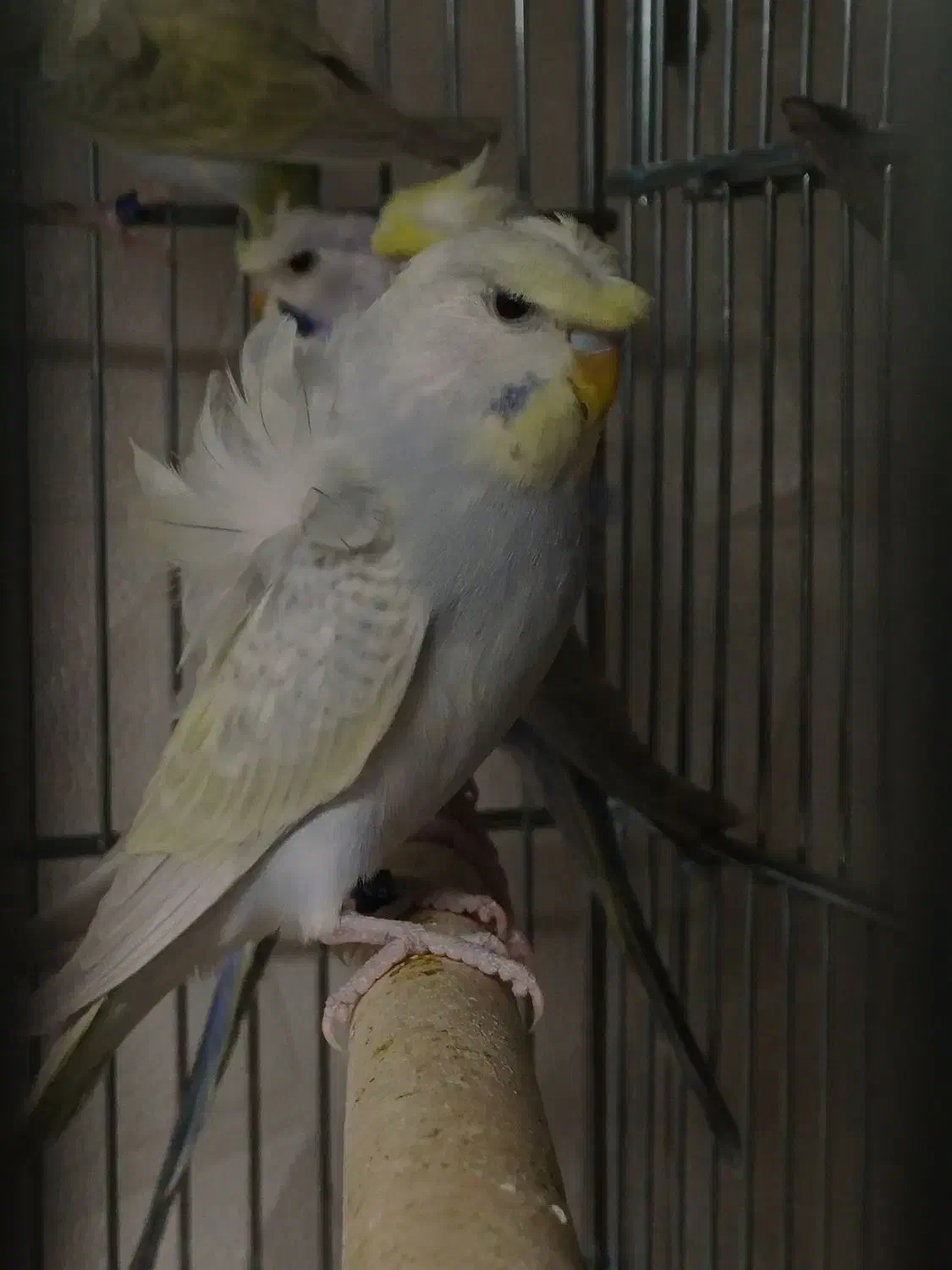 مرغ عشق رینبو پروانه ای|پرنده|بابل, |دیوار