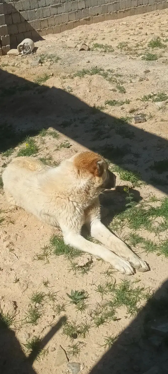 سگ جوان|سگ|محمدیار, |دیوار