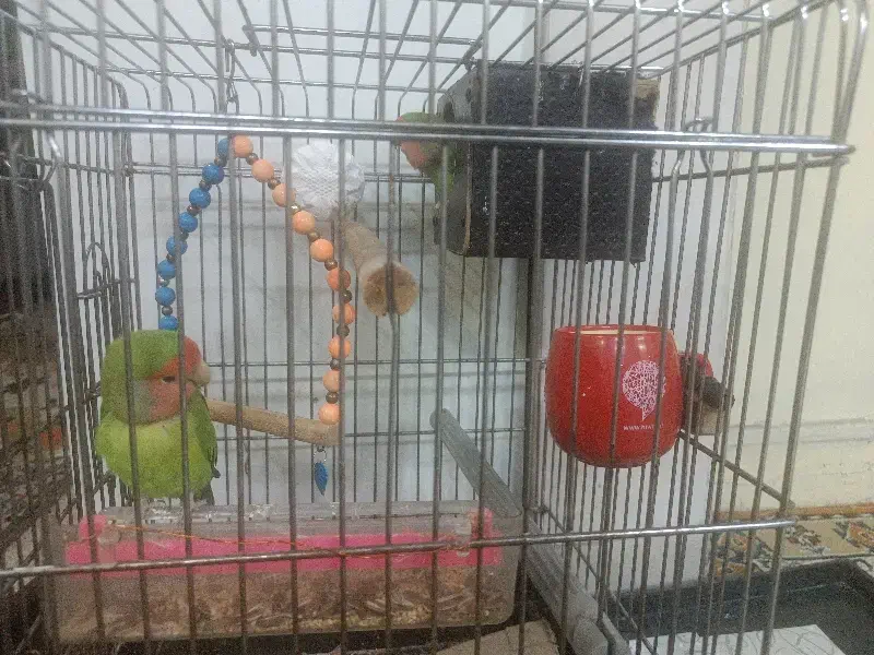 طوطی برزیلی|پرنده|تهران, بیسیم|دیوار