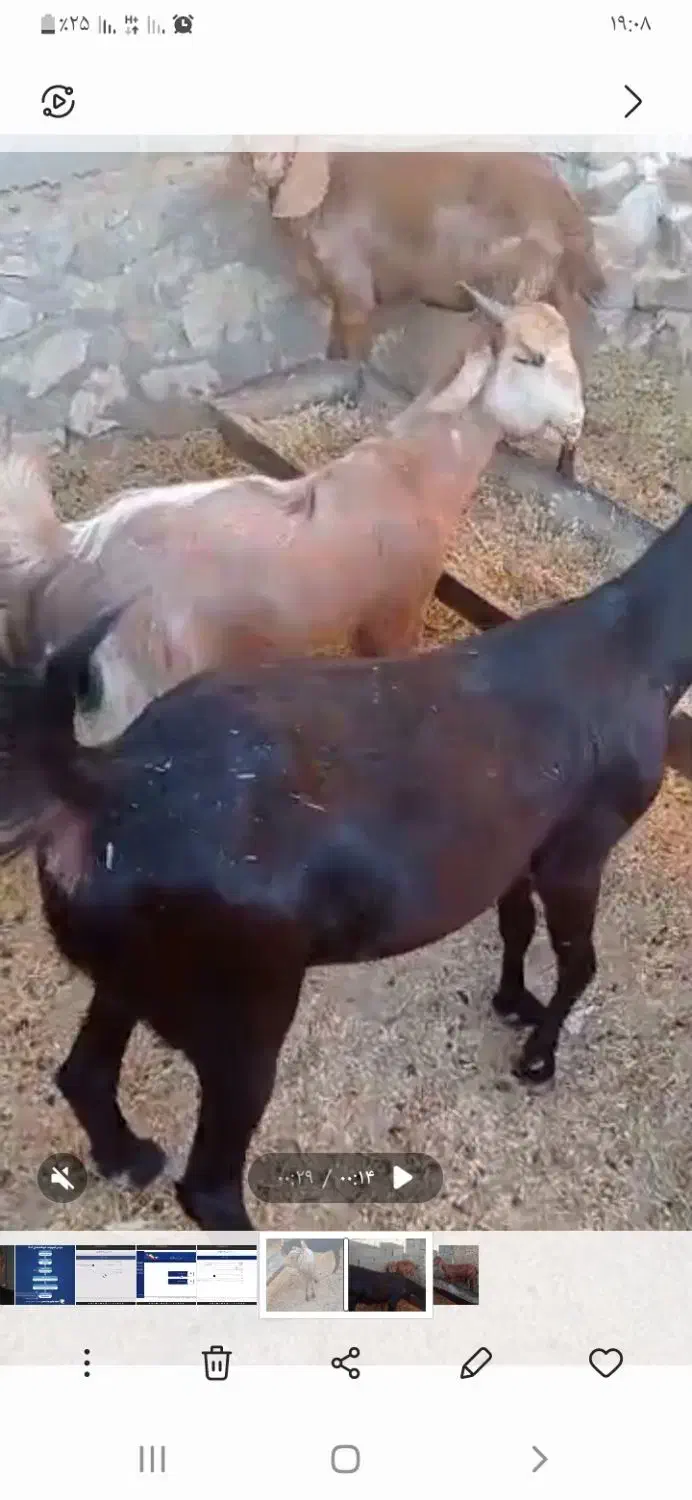 بز داشتی|حیوانات مزرعه|خورموج, |دیوار