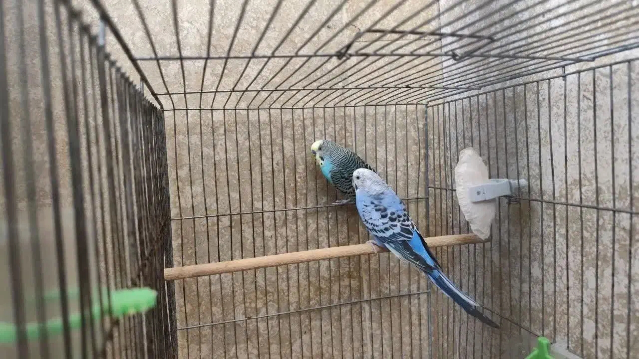 فروش فوق العاده مرغش مولد با جوجه|پرنده|شهرکرد, |دیوار