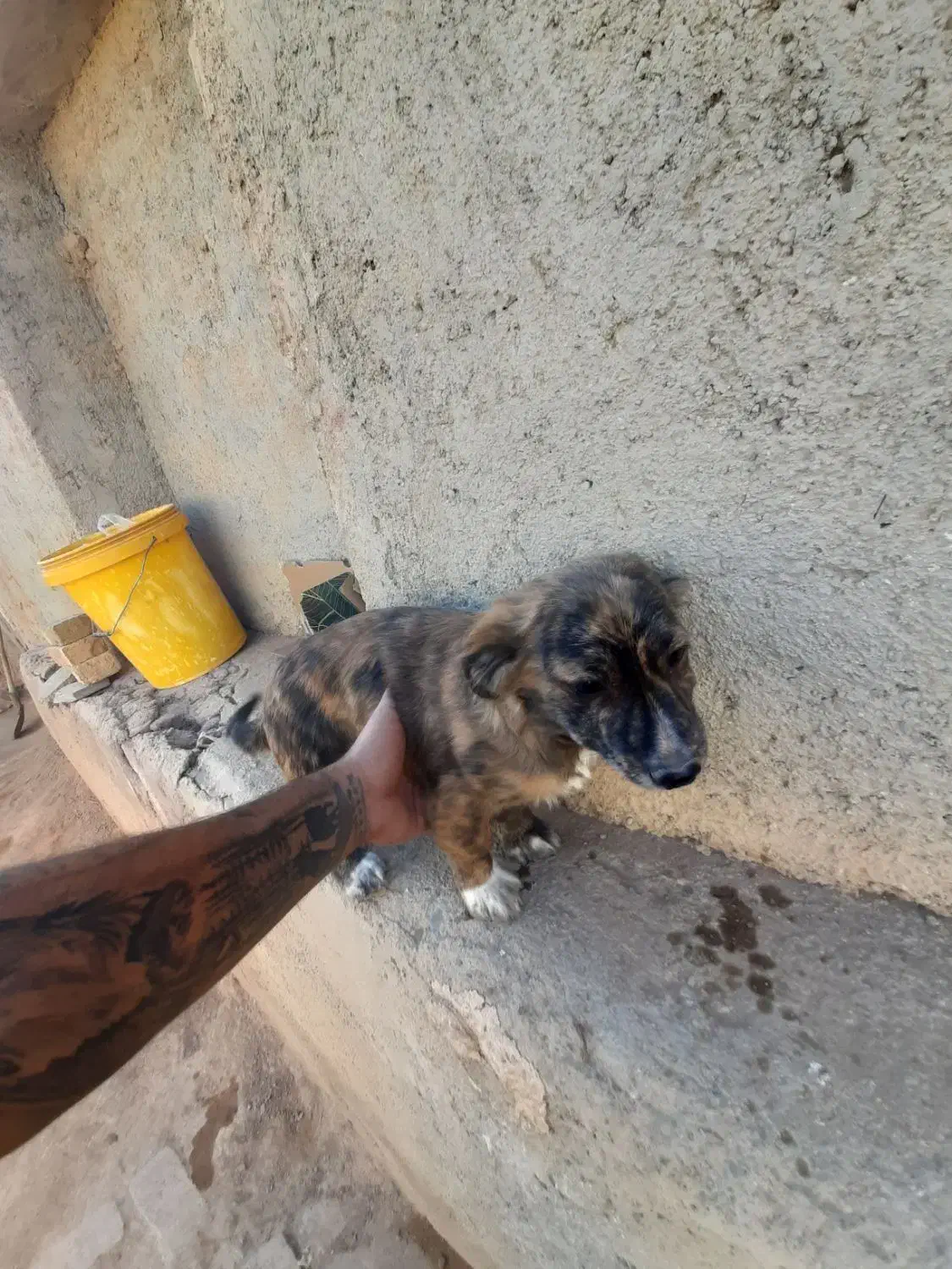 سگ پاکوتاه|سگ|بهار, |دیوار