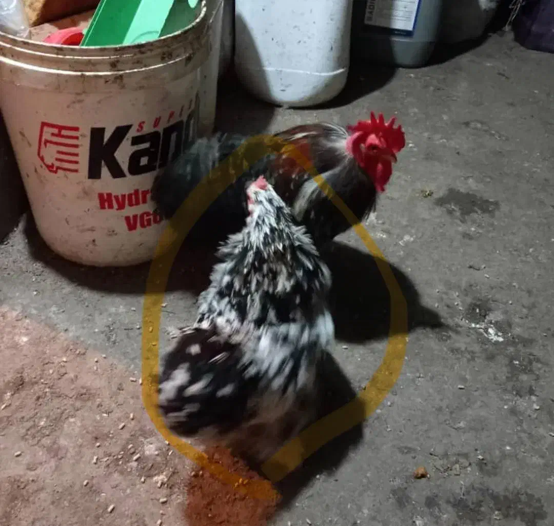 فروش دو جفت مرغ خروس کوشین|حیوانات مزرعه|قائمشهر, |دیوار