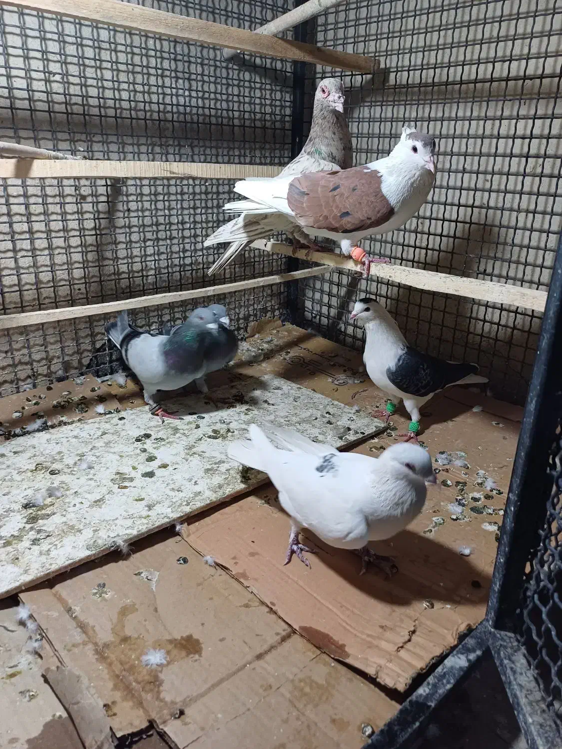 کفتر پلاکی رنگی شهرستانی سرور پشت دار کاکولی|پرنده|تهران, جی|دیوار