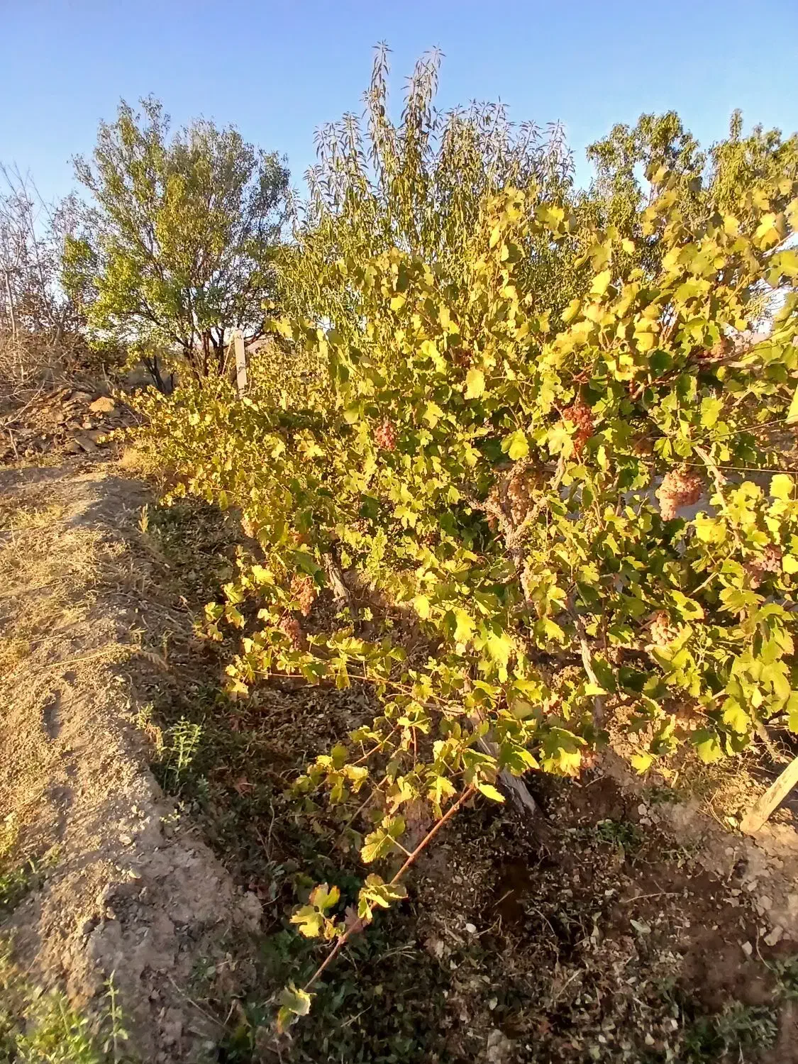 فروش فوری باغ در روستای آغجه اوبه شهرستان عجبشیر|فروش زمین و ملک کلنگی|عجب شیر, |دیوار