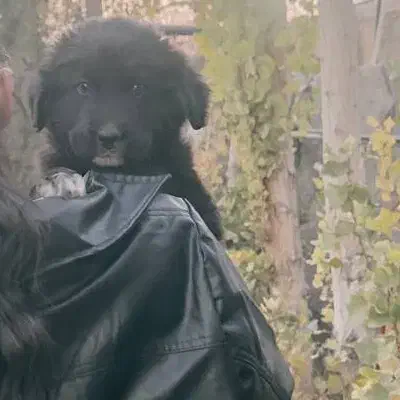 سگ گمشده|حیوانات|ورامین, ورامین|دیوار