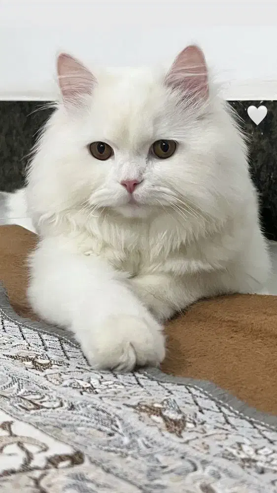 گربه|گربه|بوکان, |دیوار