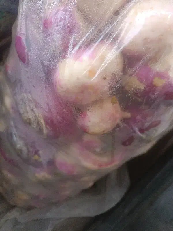 شلغم|خوردنی و آشامیدنی|کرمانشاه, |دیوار