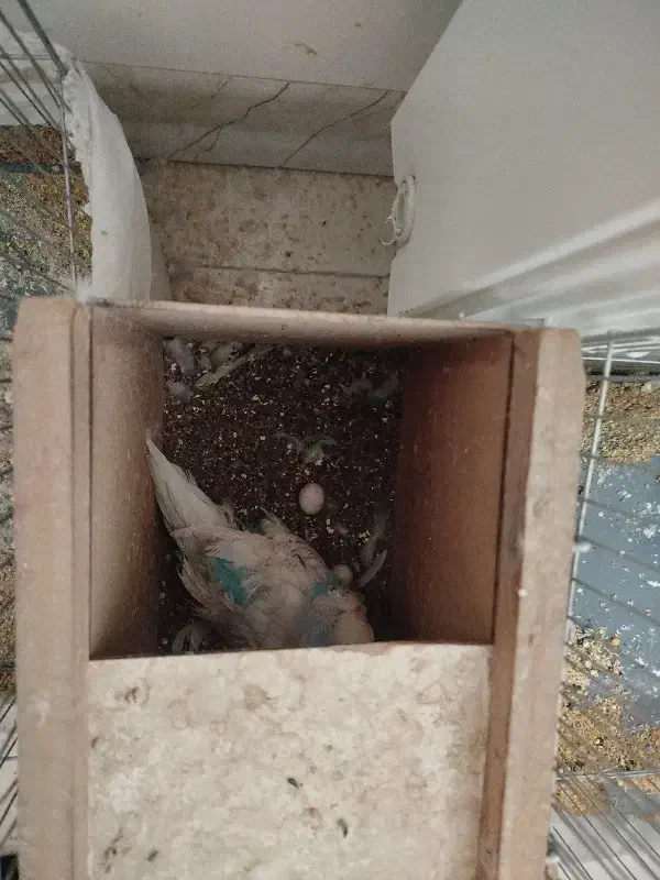 مرغ عشق هلندی گریدAمولدروتخم جواب داده خوش رنگ|پرنده|ساوه, |دیوار