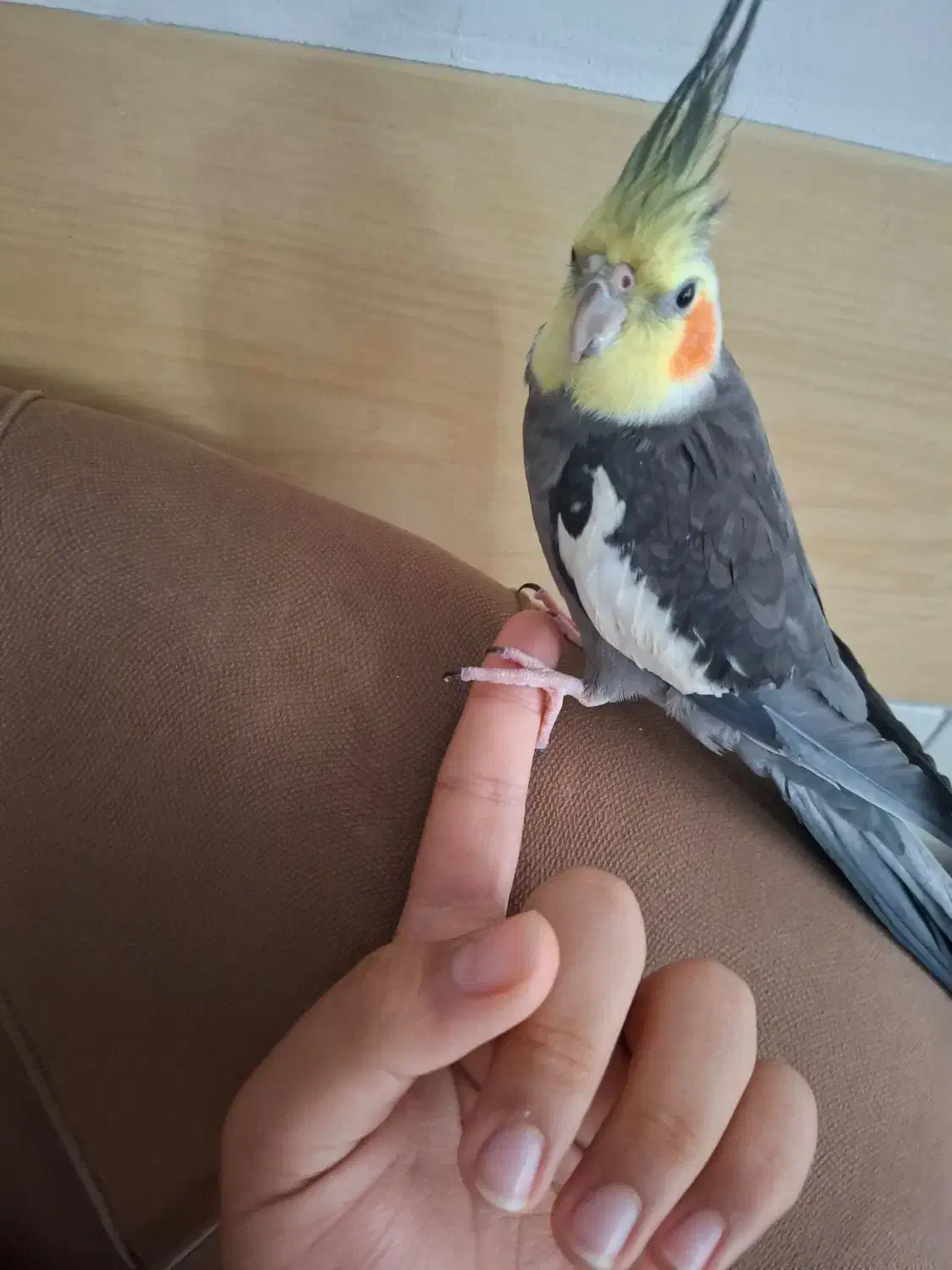 چند عدد عروس هلندی|پرنده|صحنه, |دیوار