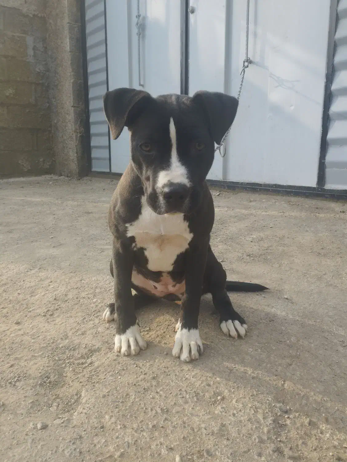 واگذاری طوله ماده امریکن پیتبول|سگ|بندر انزلی, گلشن|دیوار