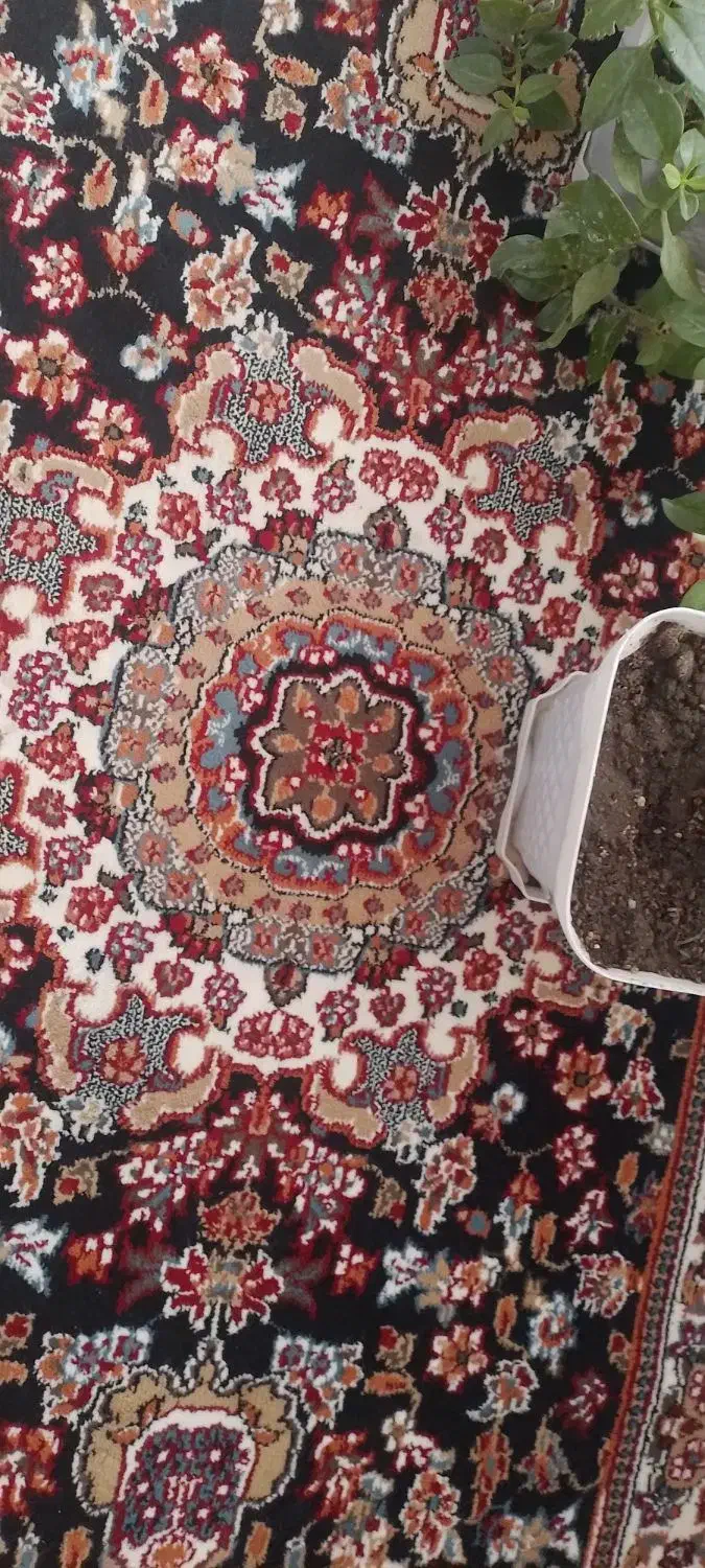 کناره نو|فرش|تربتحیدریه, حیدرآباد|دیوار