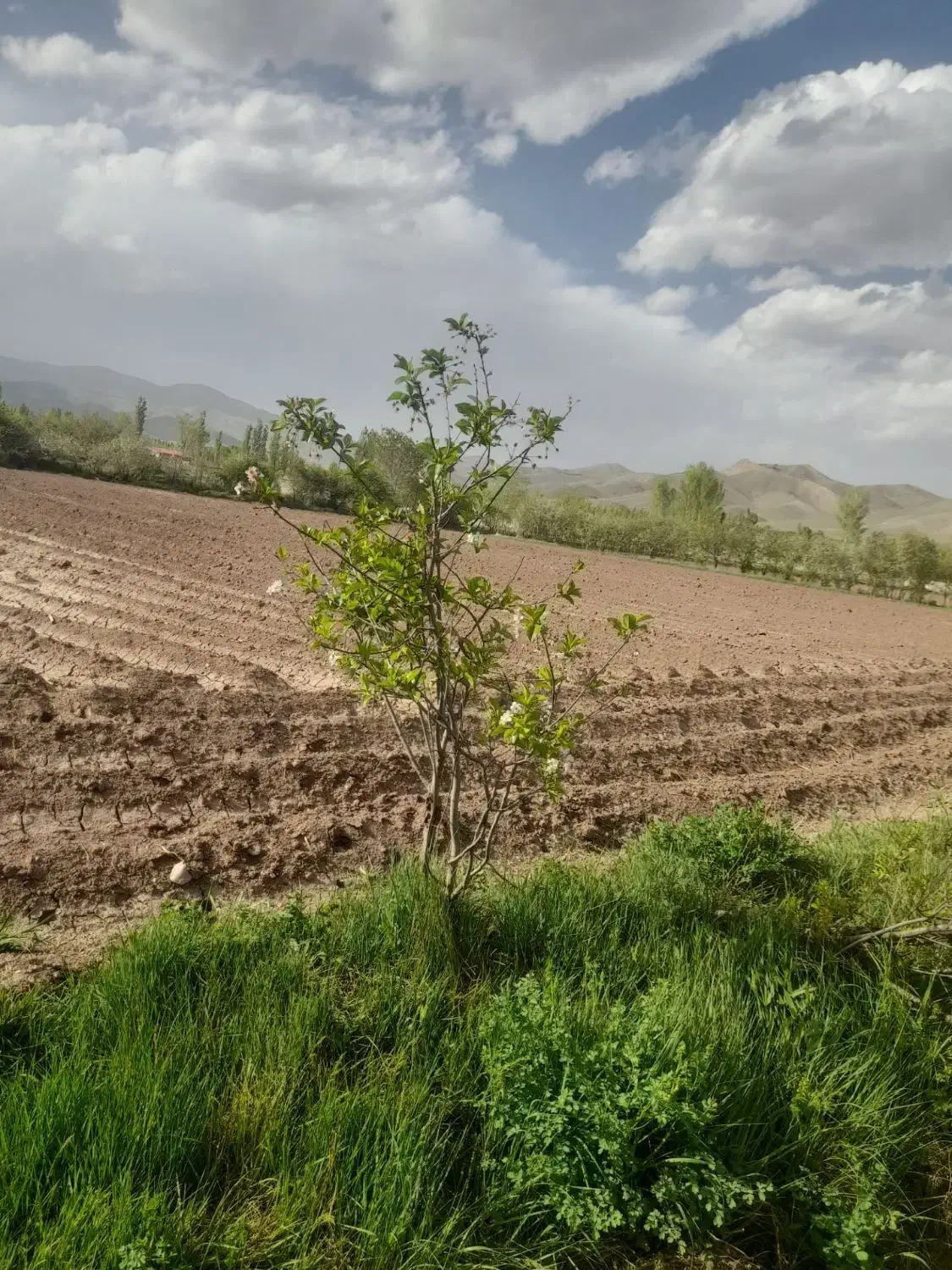 فروش زمین زراعی|فروش زمین و ملک کلنگی|فیرورق, |دیوار