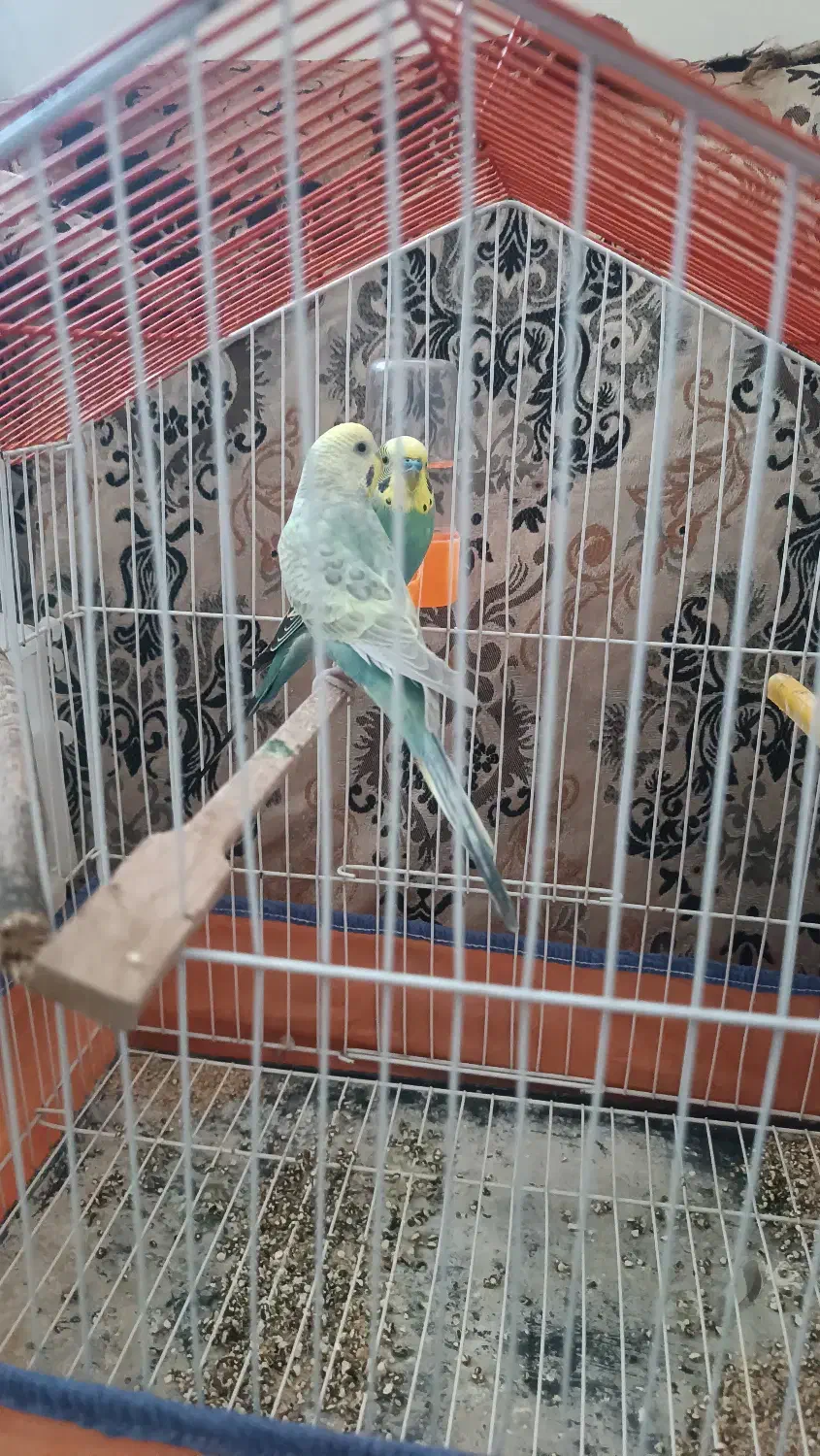 مرغ عشق|پرنده|ایذه, |دیوار