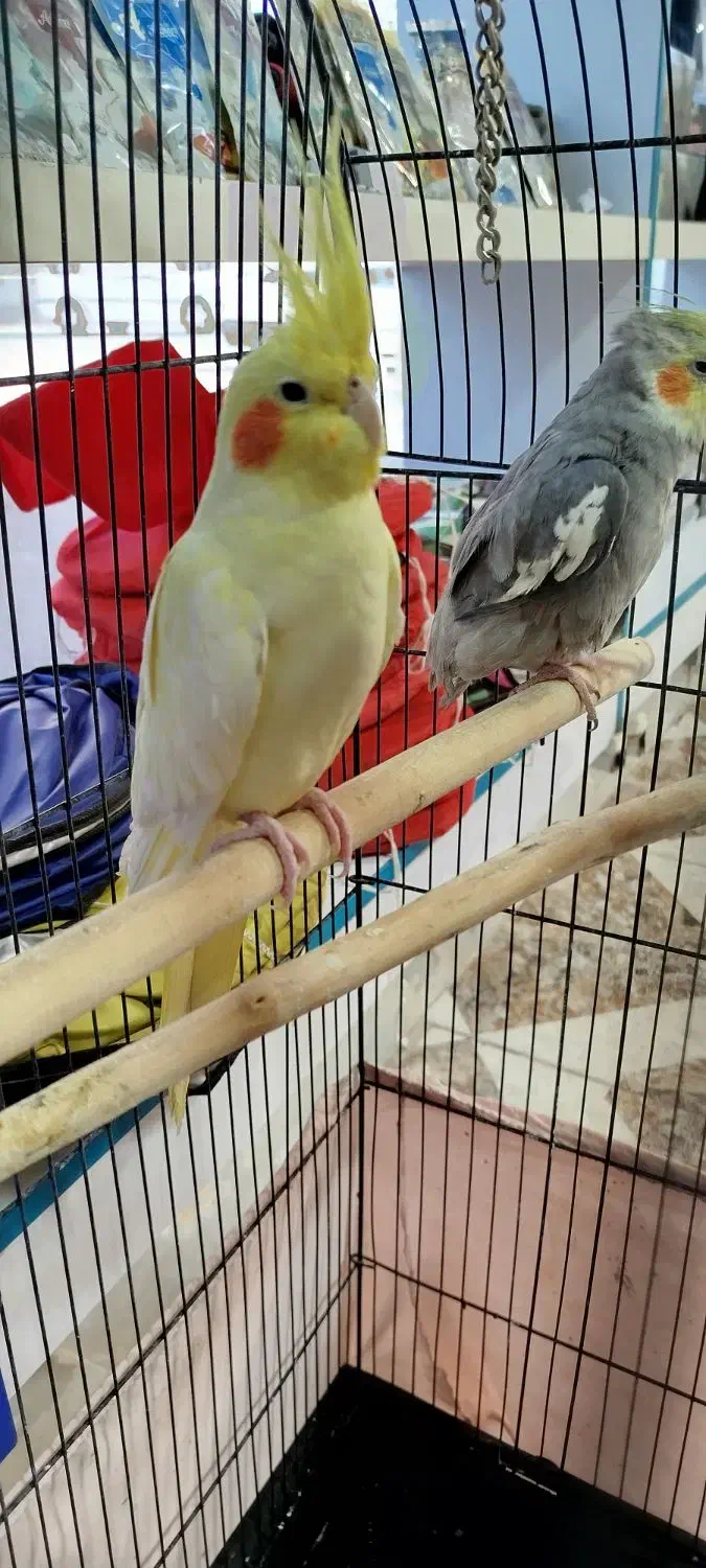 3عدد عروس هلندی لوتینو. نروماده کاملا دستی|پرنده|گرمسار, |دیوار