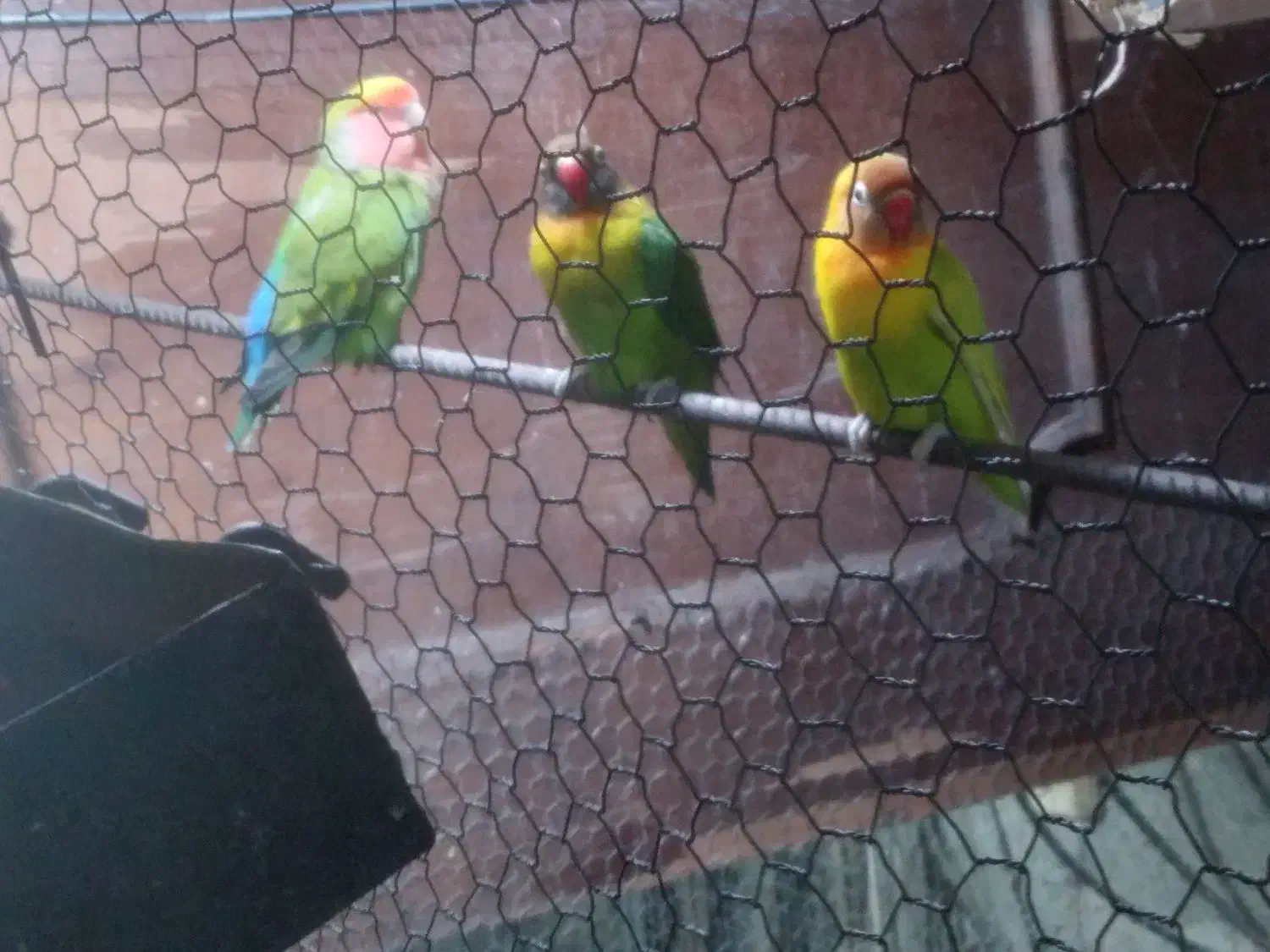 فروش طوطی عروس و طوطی برزیلی|پرنده|آستارا, |دیوار