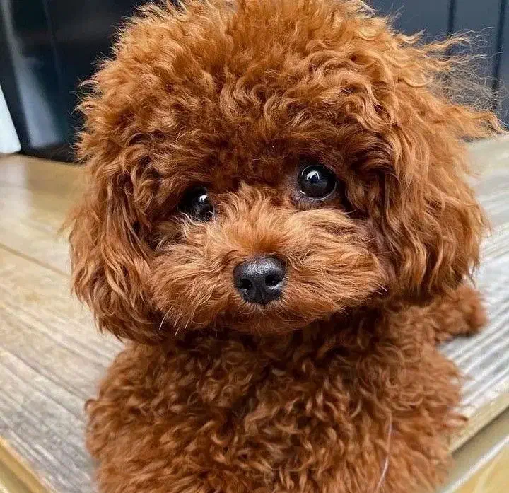 فروش توله توی پودل اصیل رنگ رد|سگ|تهران, ونک|دیوار