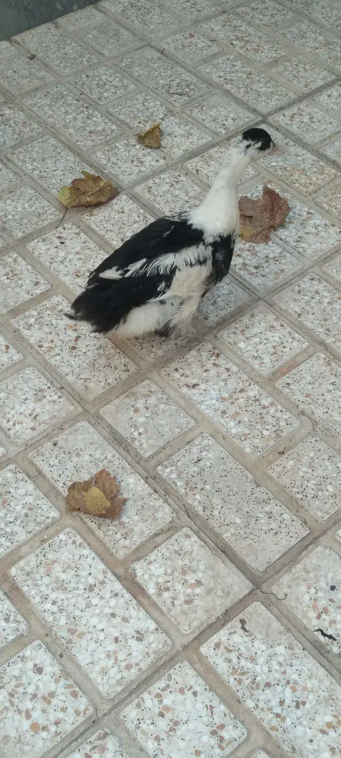 اردک|حیوانات مزرعه|اسلام‌شهر, شهرک توحید|دیوار