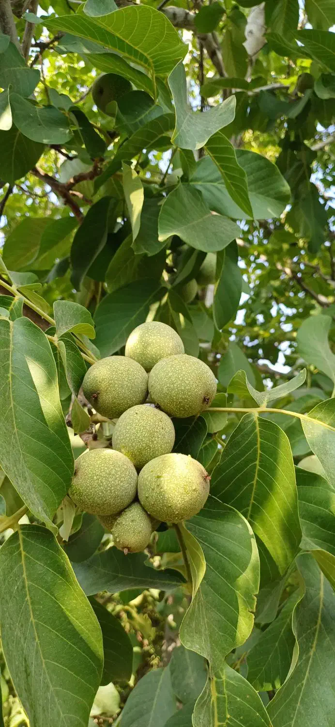 نهال فروشی رضادرخشان ارقام گردو بادام هلونهالستان|گل و گیاه طبیعی|زاینده رود, |دیوار