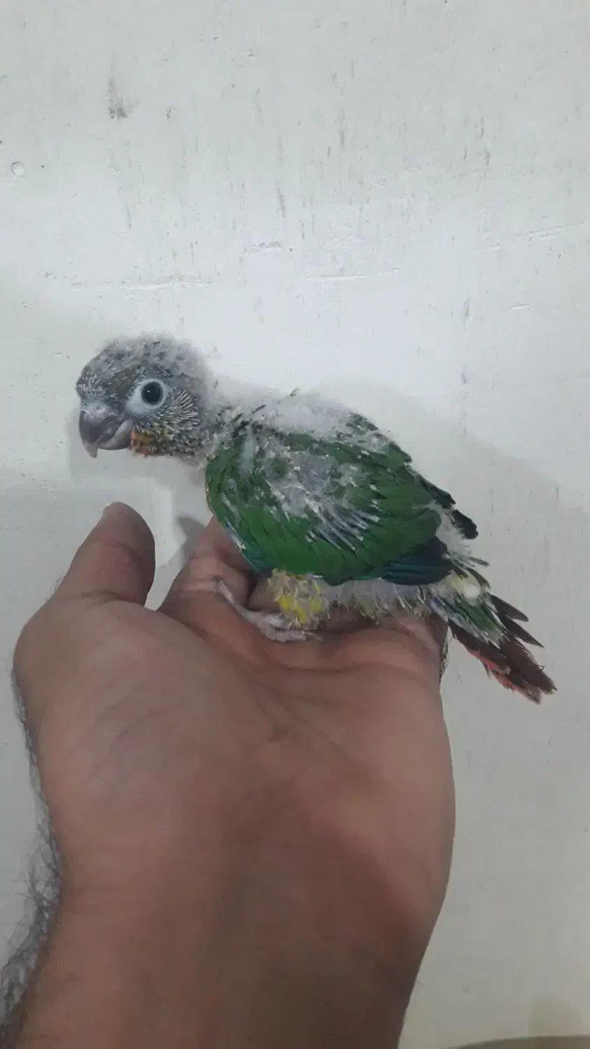 گرینچیک|پرنده|کاشان, فاز ۱ ناجی آباد|دیوار