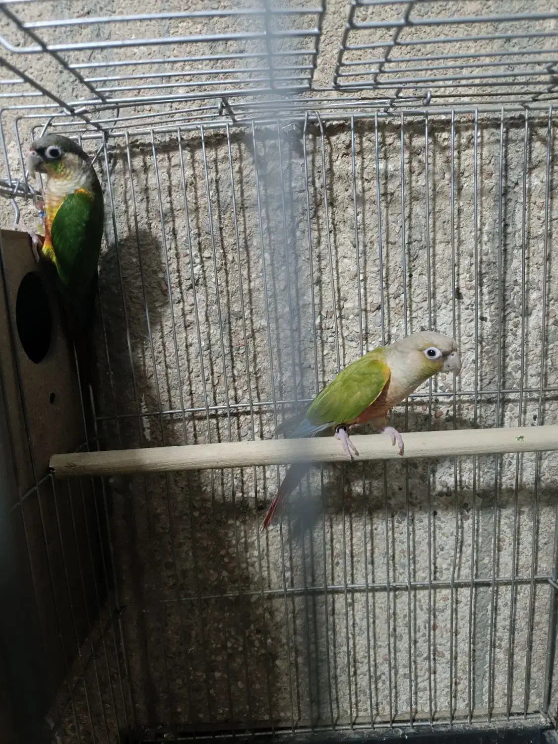 گرینچیک مولد|پرنده|قم, تولید دارو و یخچال|دیوار