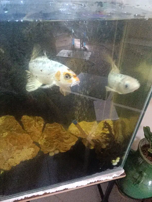 ماهی کوی|ماهی|کرمان, |دیوار