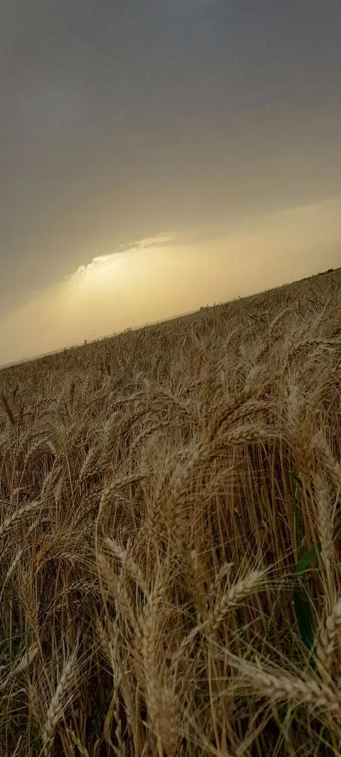 زمین کشاورزی قرق ابی برای فروش ۴هکتار|فروش دفتر صنعتی، کشاورزی، تجاری|بهبهان, |دیوار