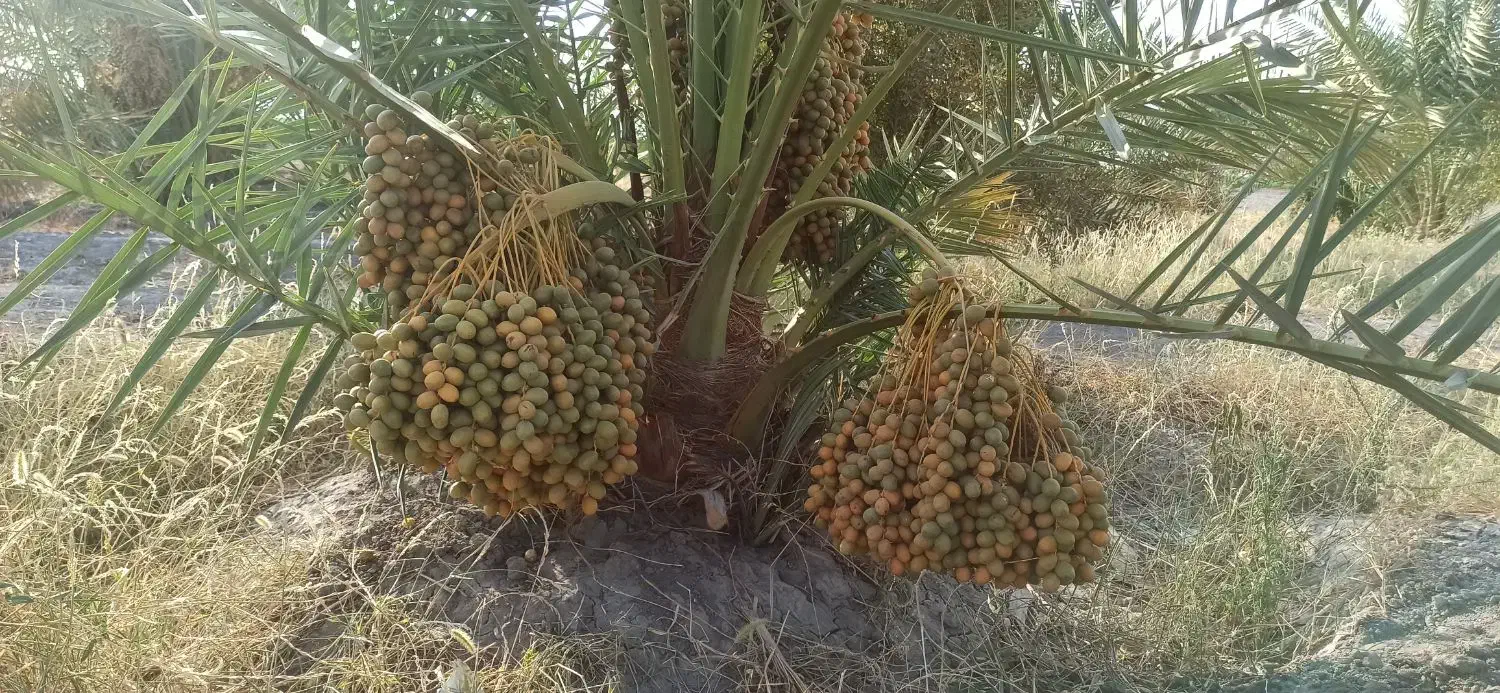 خرما رو مستقیم از باغ دار خرید کنید|خوردنی و آشامیدنی|شیراز, شهرک برق|دیوار