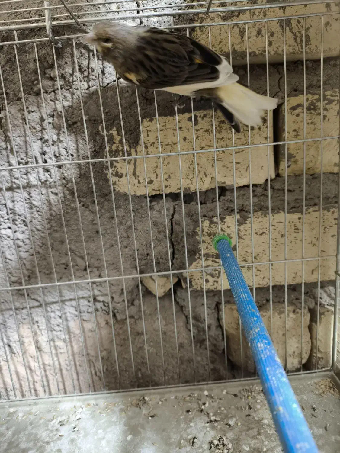 قناری|پرنده|تاکستان, |دیوار