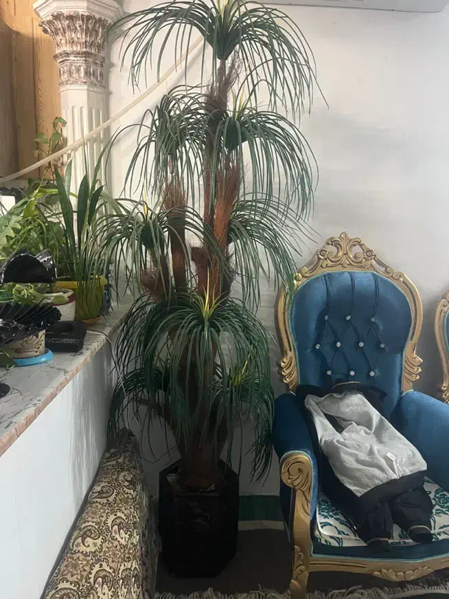 نخل|گل مصنوعی|مشهد, امامیه (شهرک غرب)|دیوار