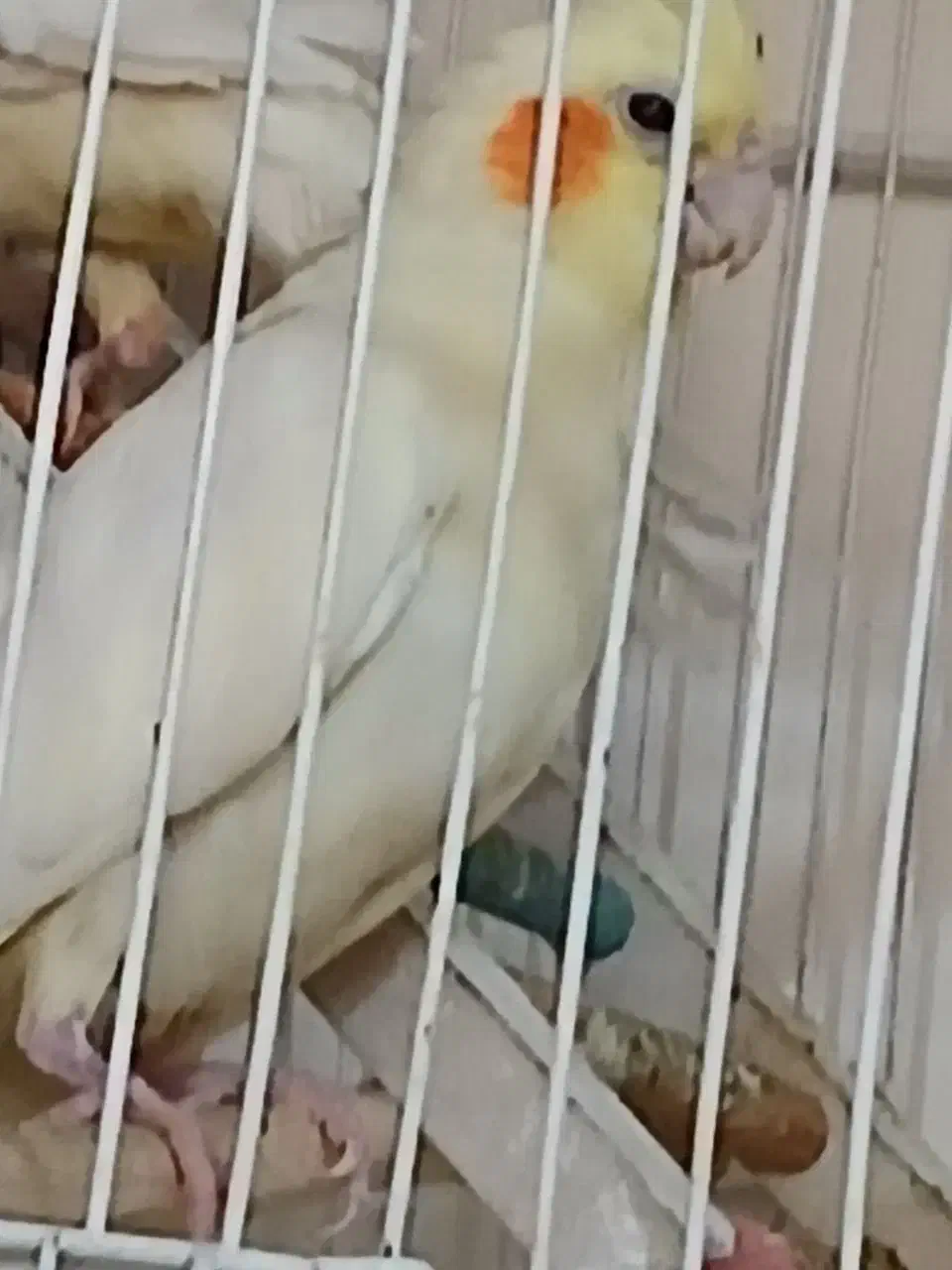 عروس البینیو لوتیتو بشرط قیمت مناسب|پرنده|مشهد, گلبرگ|دیوار