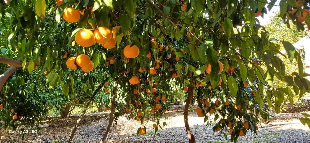 انجام هرس مرکبات در منازل و باغچه شهری|خدمات باغبانی و درختکاری|کازرون, |دیوار