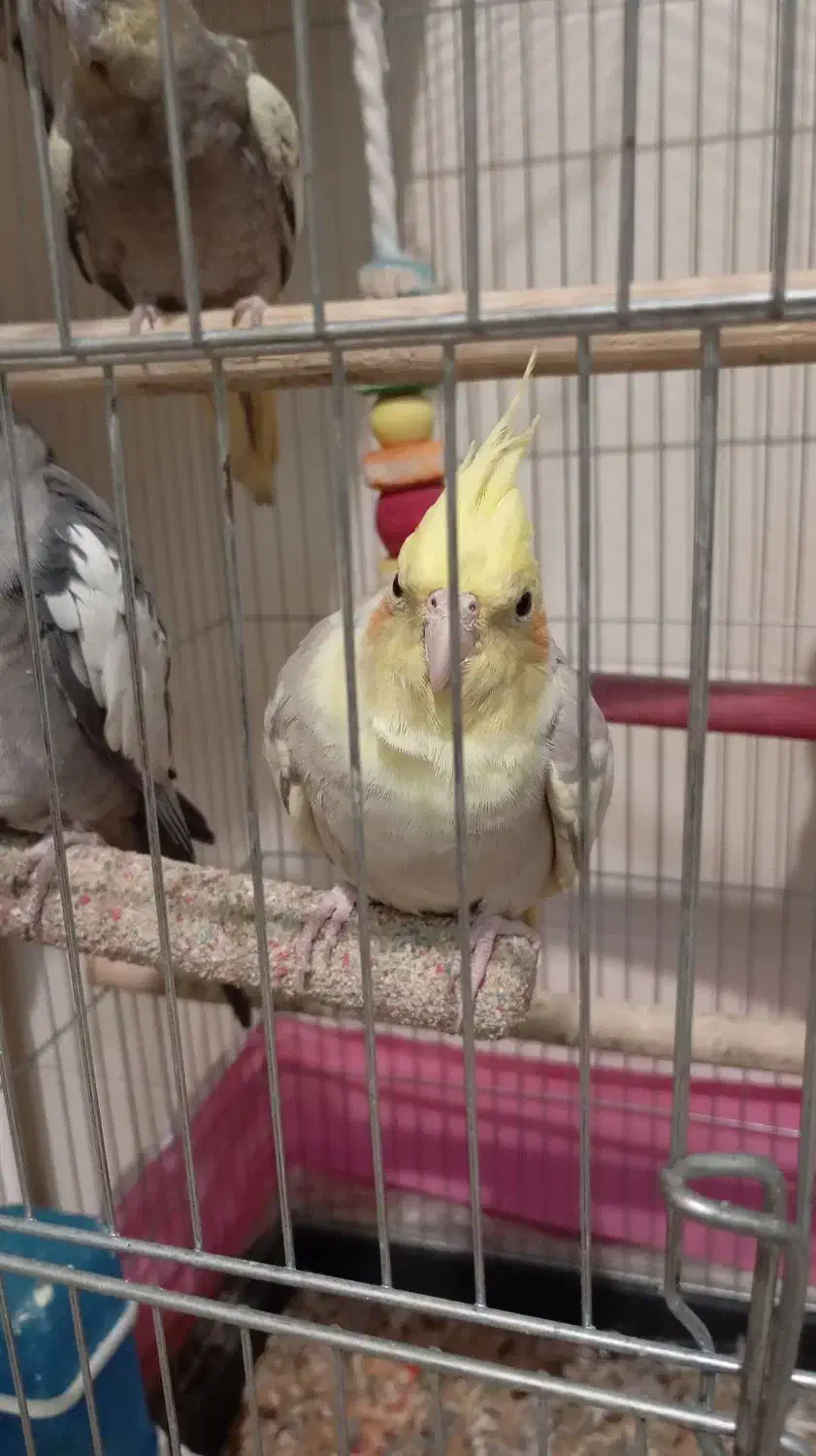 یک جفت عروس هلندی مولد سرحال|پرنده|تهران, حشمتیه|دیوار