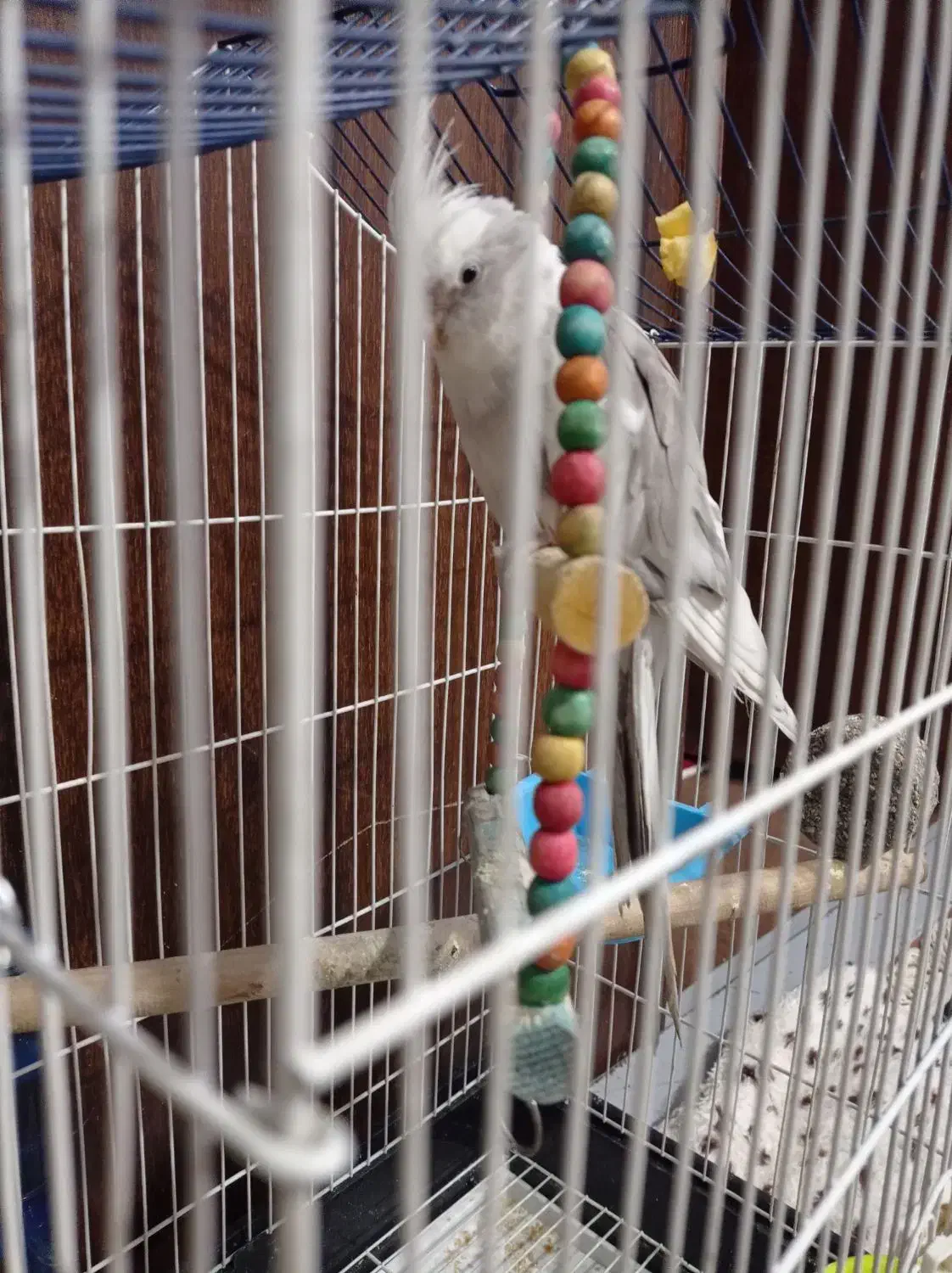 عروس هلندی|پرنده|یزدان شهر, |دیوار