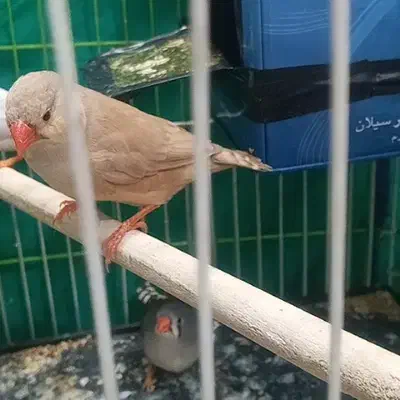 فنچ نر اورنج|پرنده|قم, قلعه کامکار|دیوار