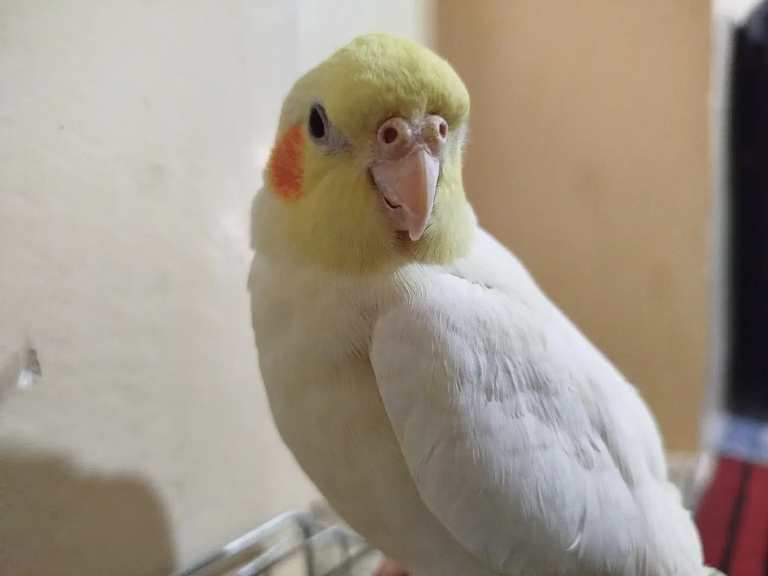 عروس هلندی ماده لوتینو|پرنده|مبارکه, |دیوار