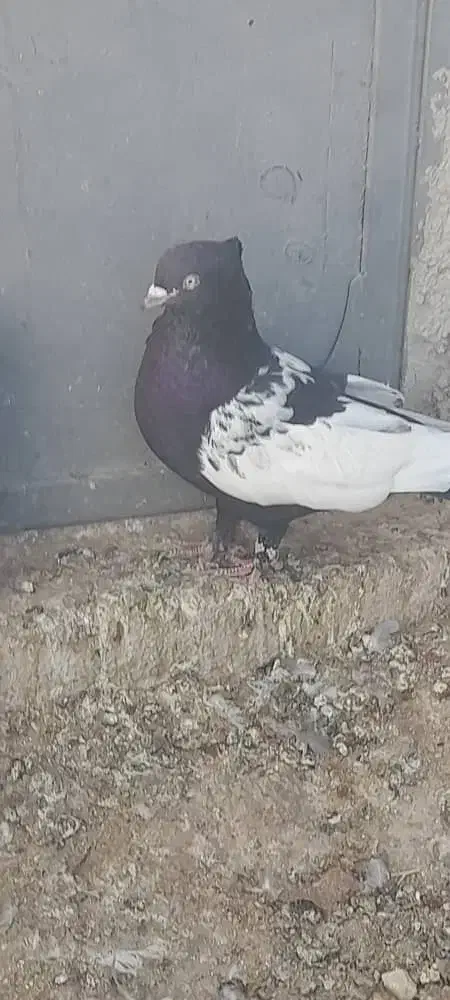 کبوتر سینه سیا|پرنده|زرین دشت (فارس), |دیوار