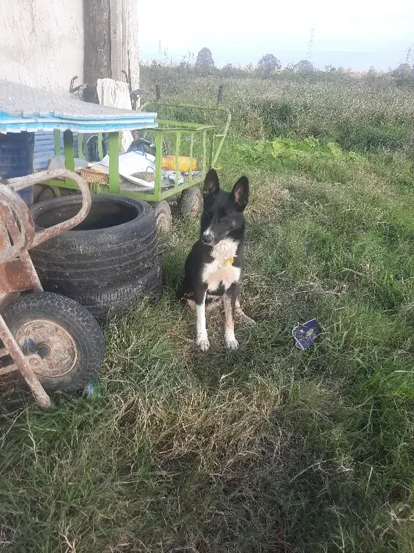 سگ هاسکی|سگ|رشت, باهنر|دیوار