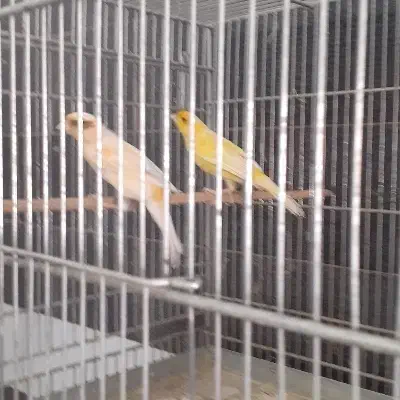 قناری فروشی دربهار|پرنده|بهار, |دیوار