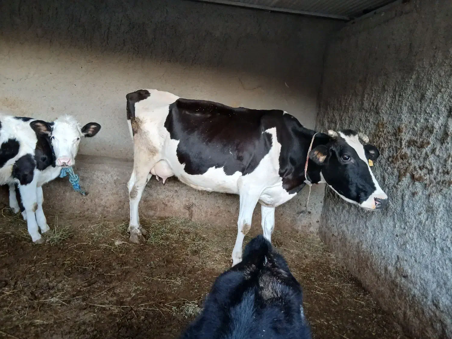 گاوشیری با گوساله|حیوانات مزرعه|بیله سوار, |دیوار