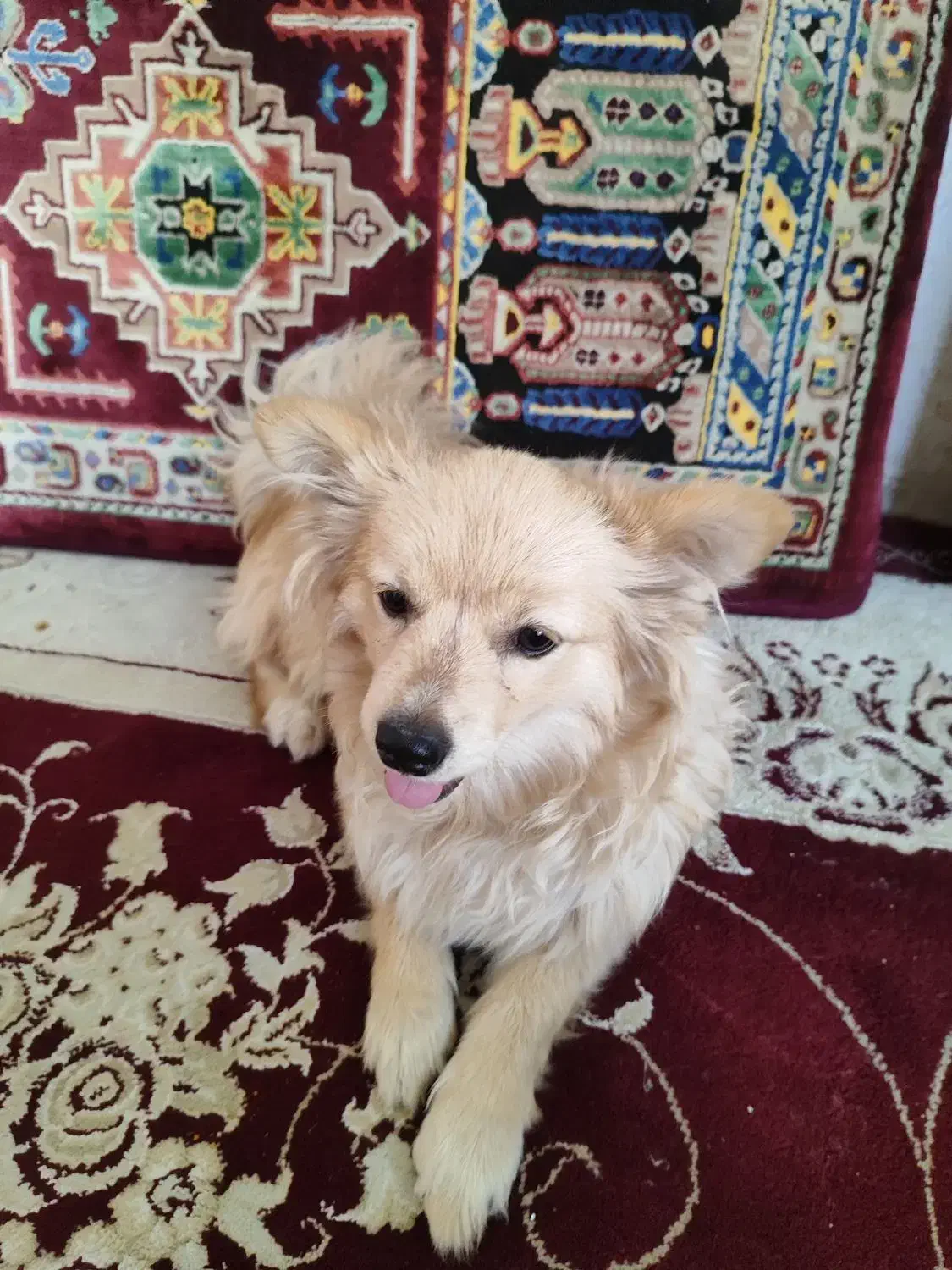 به دلیل مهاجرت|سگ|شیراز, دروازه اصفهان|دیوار