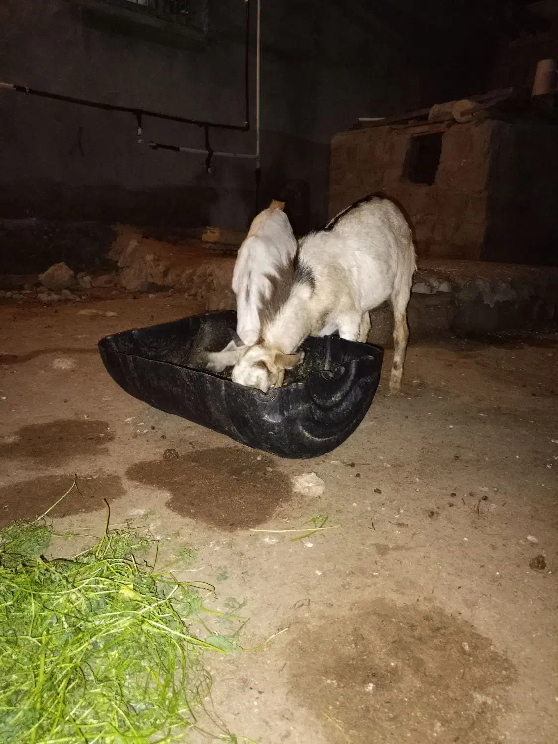 نری|حیوانات مزرعه|قشم, |دیوار