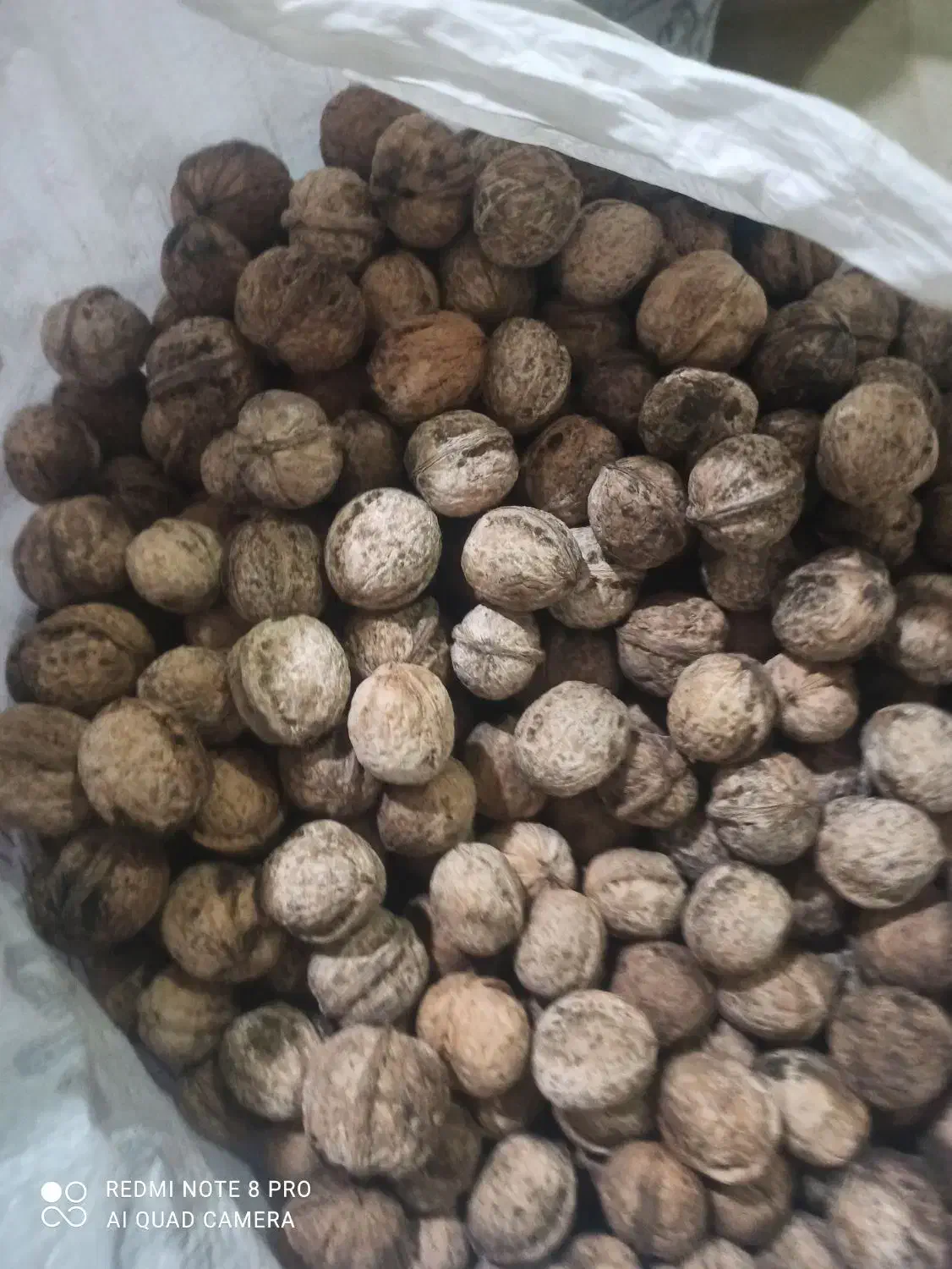 گردو خشک امسال|عمده‌فروشی|بردسکن, |دیوار