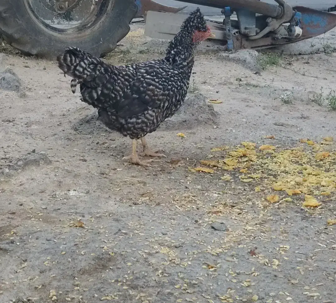 مرغ|حیوانات مزرعه|قره ضیاالدین, |دیوار