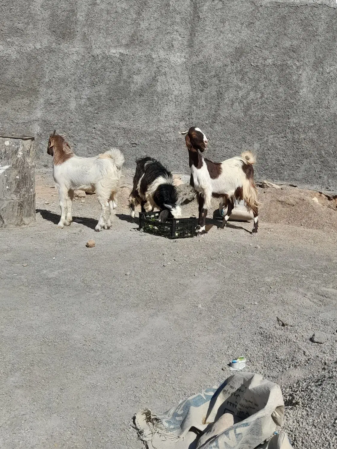 فروشی|حیوانات مزرعه|ایلام, |دیوار