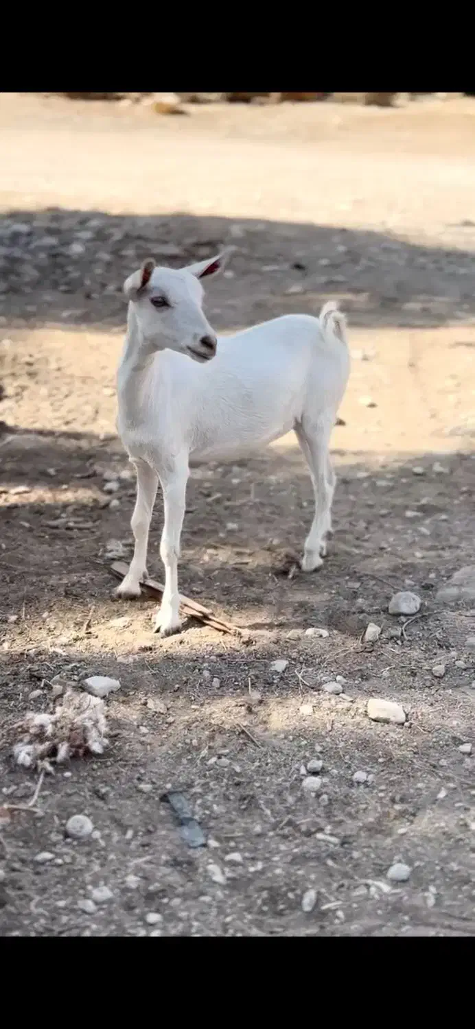 بز از بندر|حیوانات مزرعه|اردستان, |دیوار