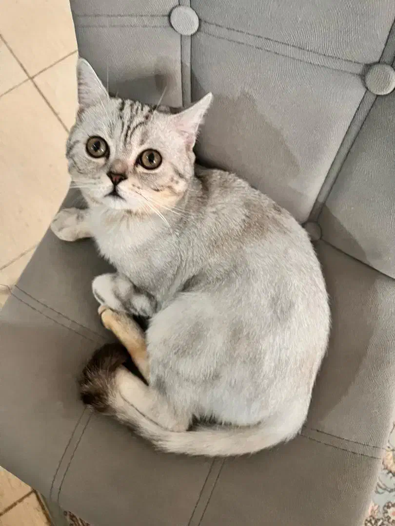 گربه اسکاتیش اصیل|گربه|کرج, اسدآباد|دیوار